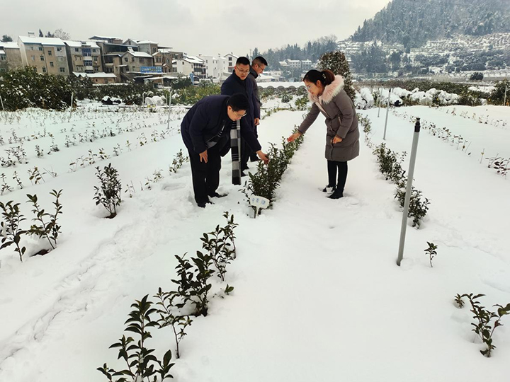 迎战低温雨雪，保障茶叶安全——国家茶叶产业技术体系利记综合试验站在行动