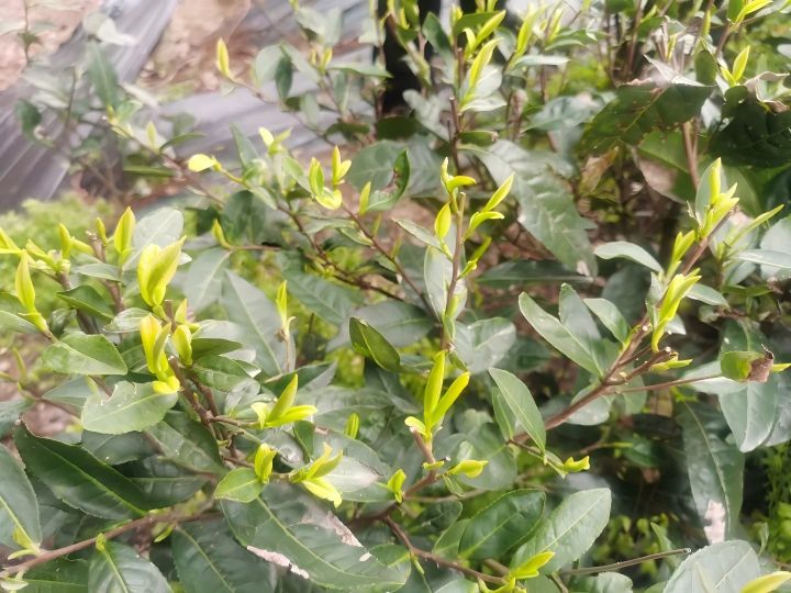 寒潮来袭，茶园怎么办？