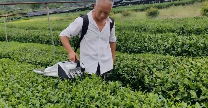 茶科普 | 茶园版 “哪吒降魔”，“小茗”采茶机降伏采茶难题！