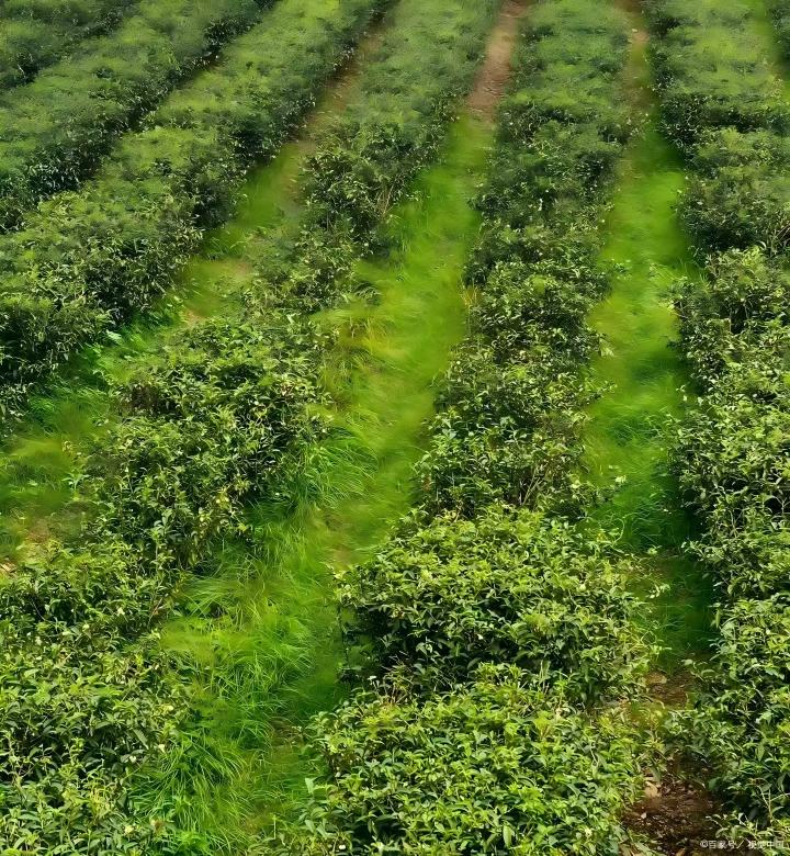 茶树也“挑食”？这些茶树“投喂”要点你必须知道！